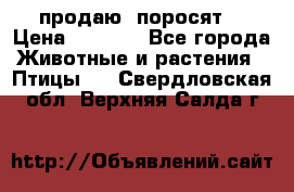 продаю  поросят  › Цена ­ 1 000 - Все города Животные и растения » Птицы   . Свердловская обл.,Верхняя Салда г.